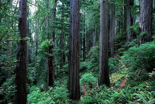 Redwood_slope.jpg